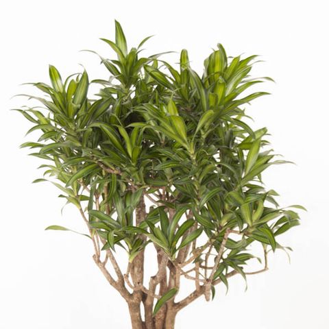 Dracaena reflexa 'Song of Jamaica' — Plant Wholesale FlorAccess