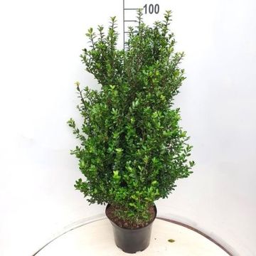 Ilex crenata 'Caroline Upright'