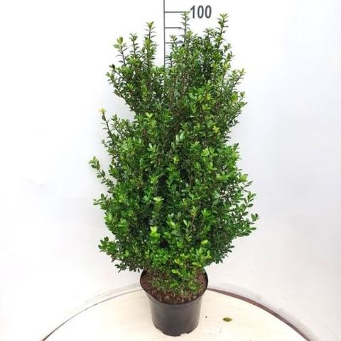 Ilex crenata 'Caroline Upright'