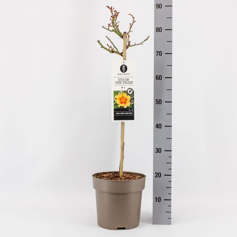 Rosa EYE OF THE TIGER