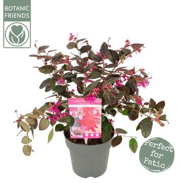 Loropetalum chinense 'Fire Dance'