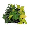 Philodendron MIX