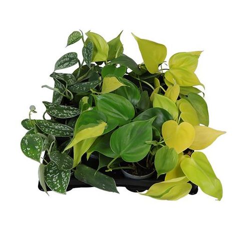 Philodendron MIX