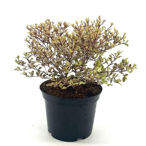 Lophomyrtus x ralphii GOLDEN DRAGON