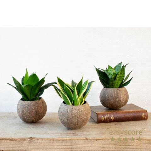 Sansevieria MIX