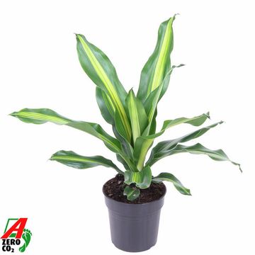 Dracaena fragrans BURLEY