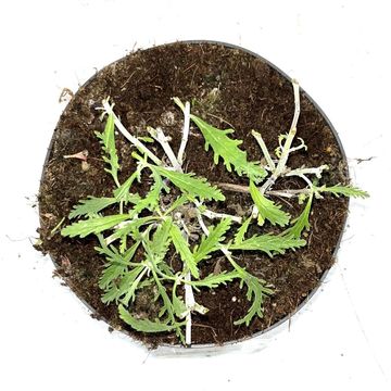 Perovskia atriplicifolia LACEY BLUE