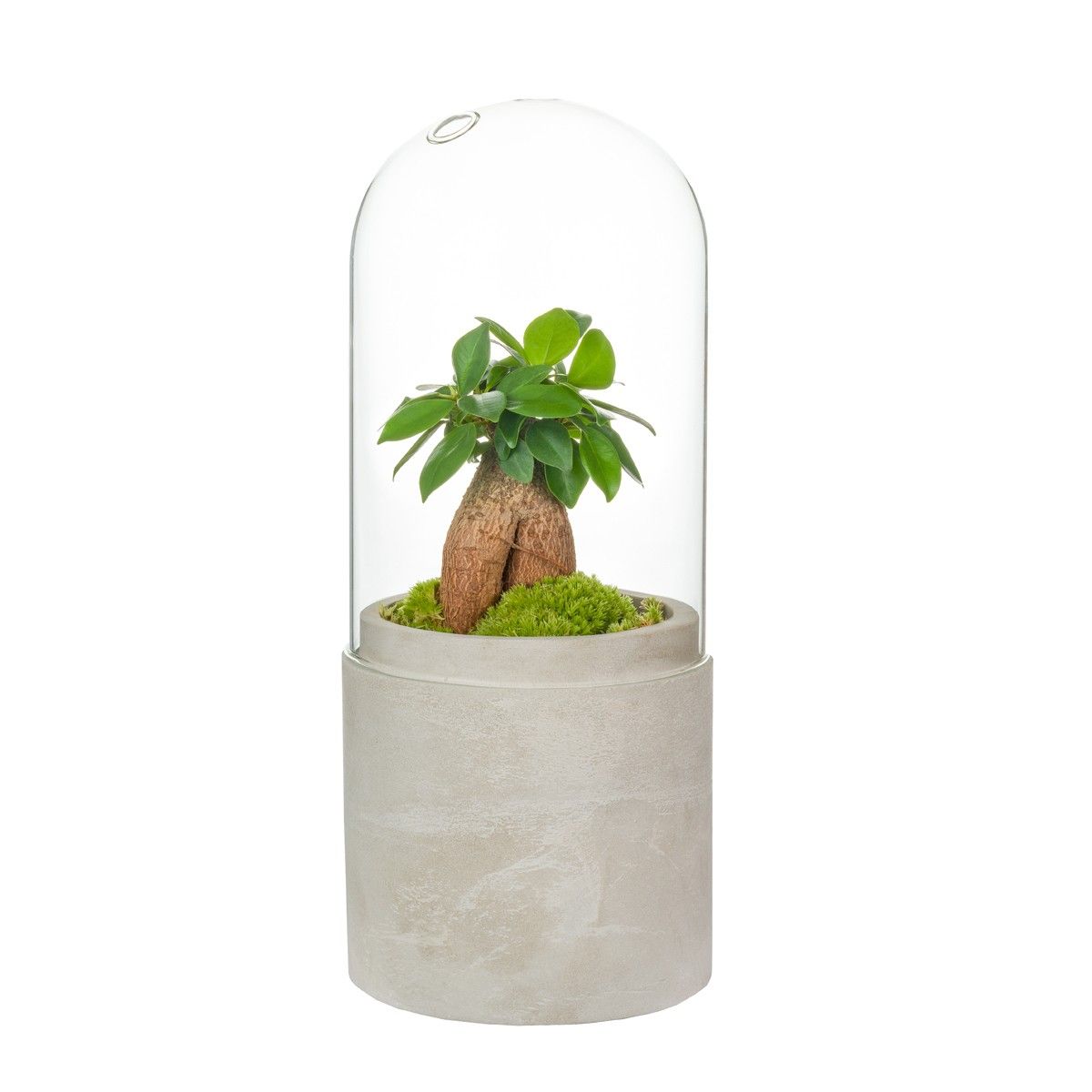 Terrarium: vendita ingrosso vasi vetro per terrario piante