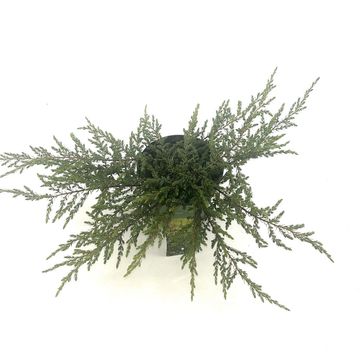 Juniperus communis 'Repanda'