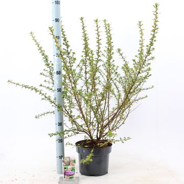 Escallonia 'Apple Blossom'