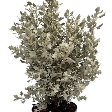 Atriplex nummularia 'Silver Holly'