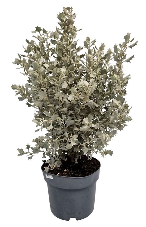 Atriplex nummularia 'Silver Holly'