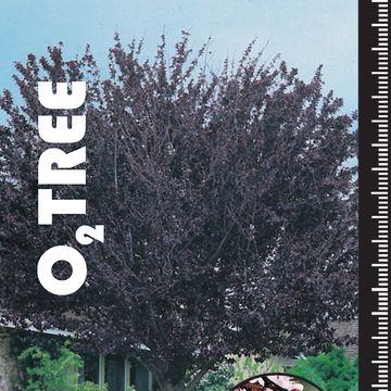 Prunus cerasifera 'Nigra'