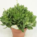 Crassula 'Moneymaker'