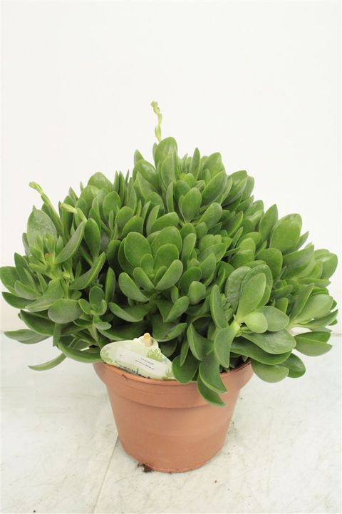 Crassula 'Moneymaker'