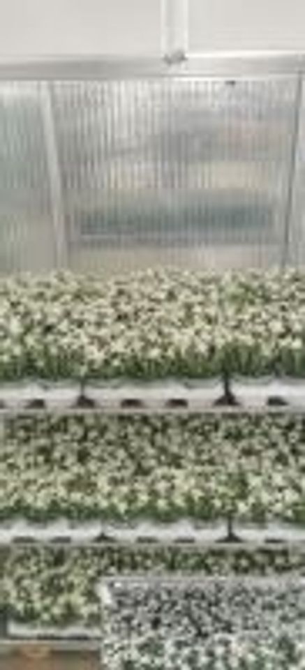 Leontopodium alpinum 'Watzmann'