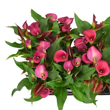 Zantedeschia 'Cherry Kiss'