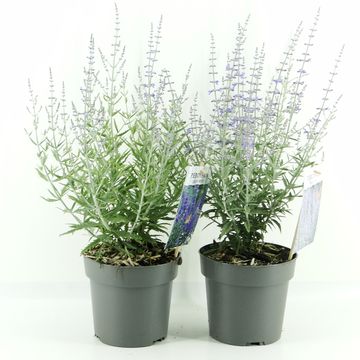 Perovskia atriplicifolia LACEY BLUE
