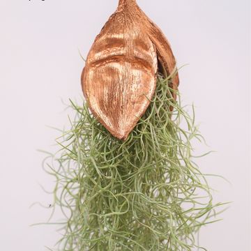 Tillandsia usneoides