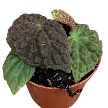 Begonia ferox