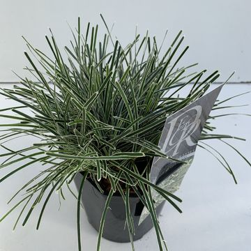 Ficinia truncata 'Ice Crystal'