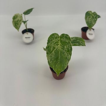 Монстера deliciosa 'Bulbasaur'