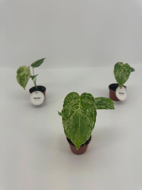 Μονστέρα deliciosa 'Bulbasaur'