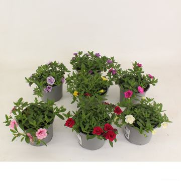 Calibrachoa ALOHA DOUBLE MIX