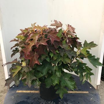 Hydrangea quercifolia 'Ruby Slippers'