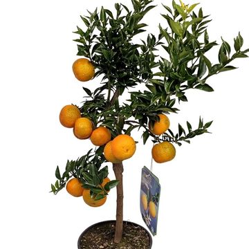 Citrus aurantium 'Chinotto'