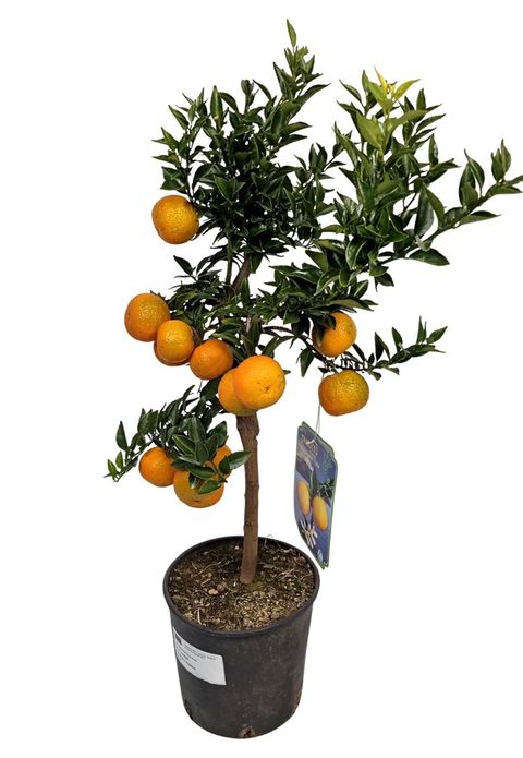 Citrus aurantium 'Chinotto'