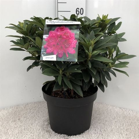 Rhododendron 'Анна Крушке'