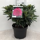 Rhododendron 'Anah Kruschke'