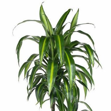 Dracaena fragrans 'Hawaiian Sunshine'
