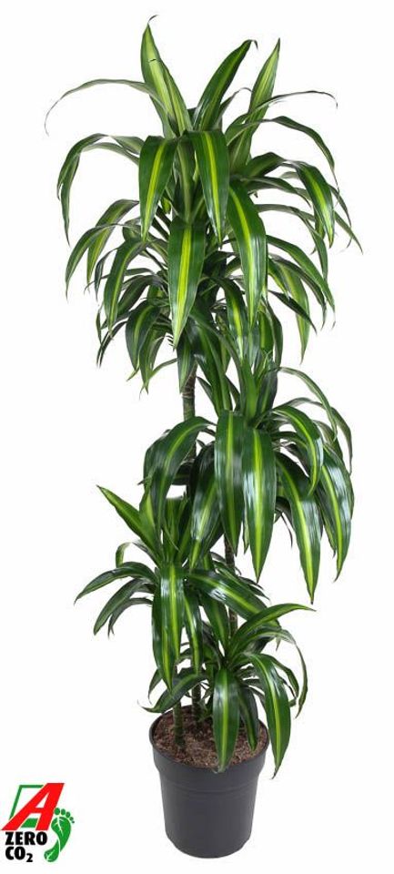 Dracaena fragrans 'Hawaiian Sunshine'