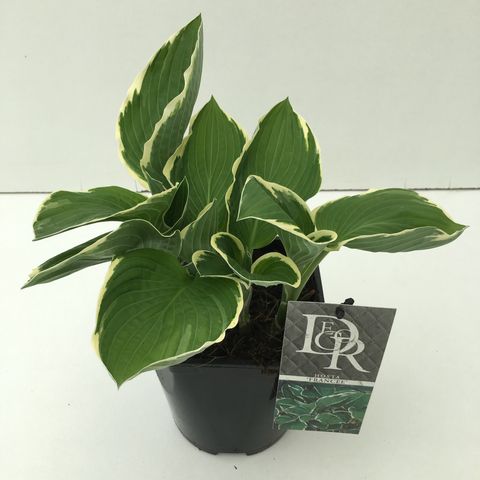 Hosta 'Francee'
