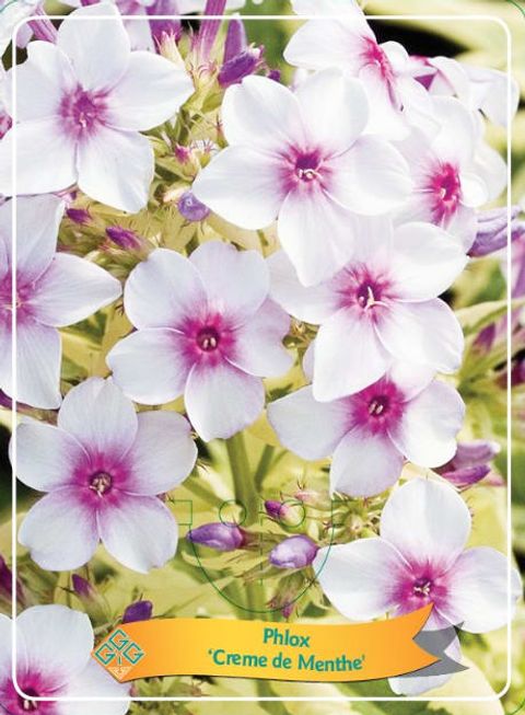 Phlox 'Crème de Menthe'