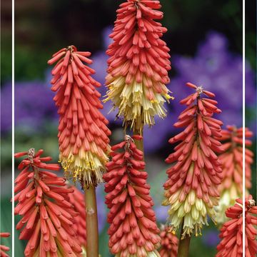 Kniphofia 'Amazing Fun'