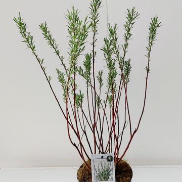 Salix rosmarinifolia
