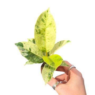 Ficus elastica 'Shivereana'