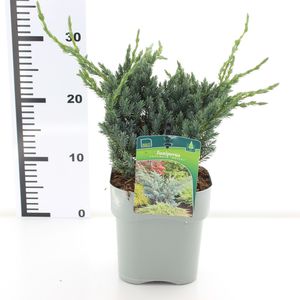 Juniperus squamata 'Meyeri' (Koekoek Potcultures, de)