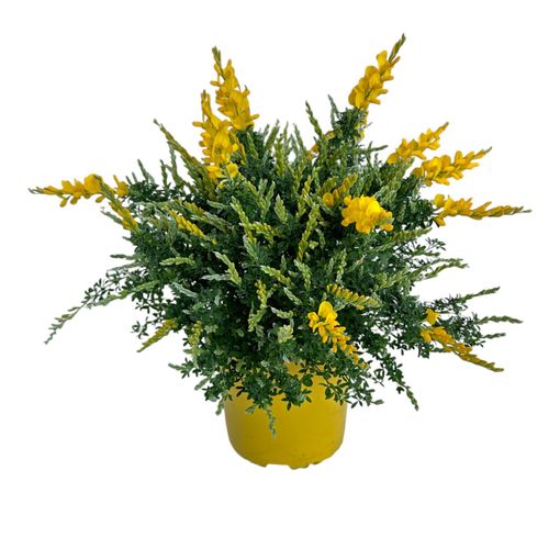 Genista x spachiana