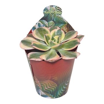 Aeonium arboreum 'Sunburst'