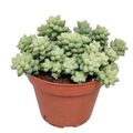 Sedum burrito