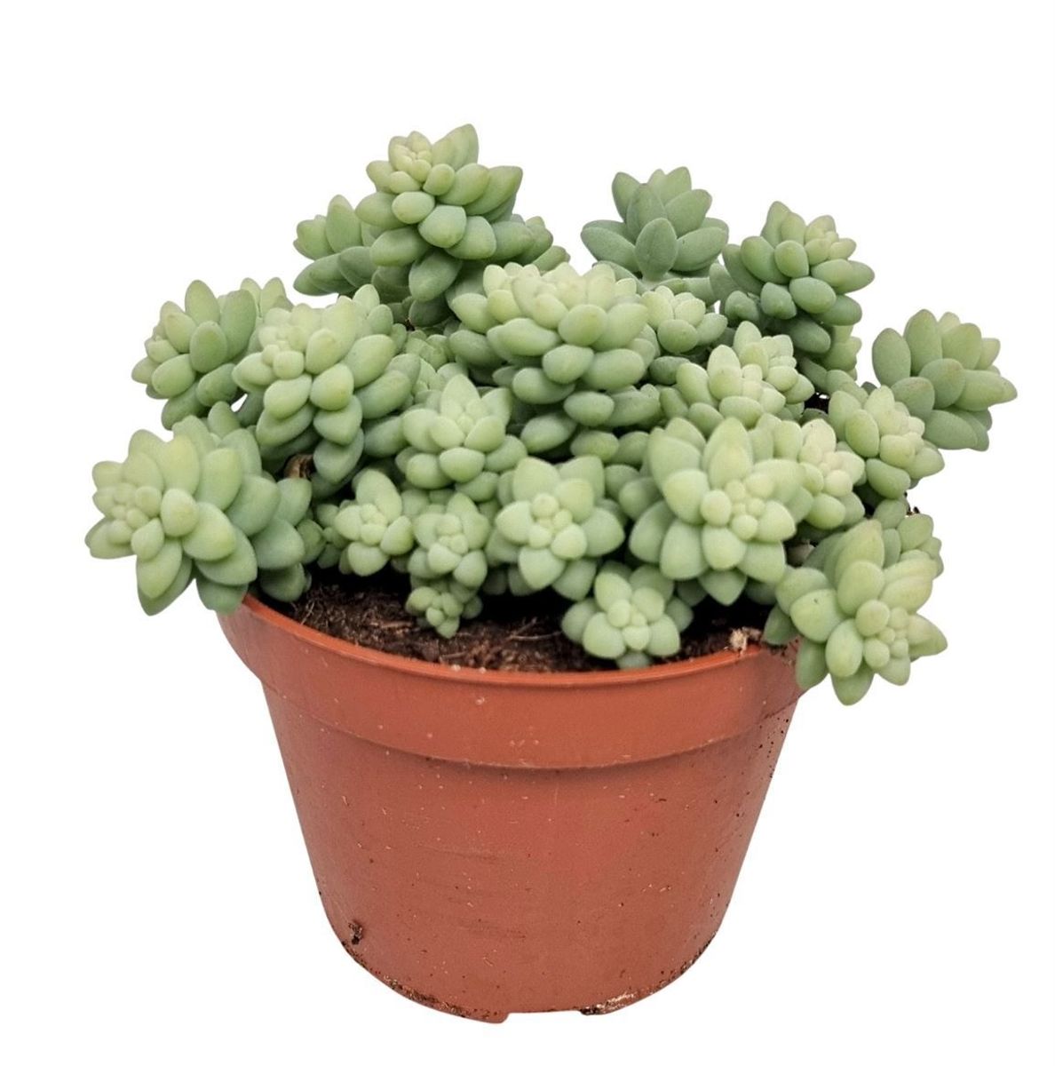 Sedum burrito  Pflanzengrohandel FlorAccess