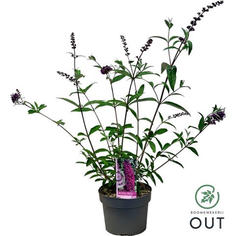 Buddleja davidii 'Royal Red'