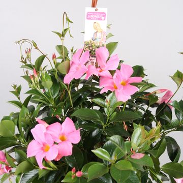 Mandevilla SUNDAVILLE PRETTY ROSE