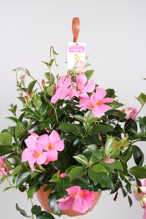 Mandevilla SUNDAVILLE PRETTY ROSE
