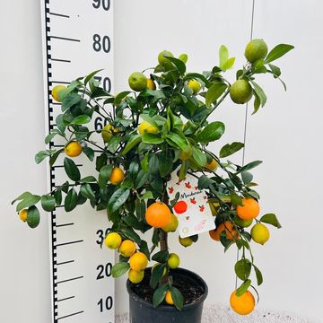 Citrus x limetta RED LIME