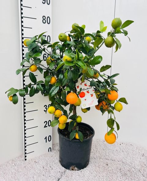 Citrus x limetta RED LIME